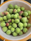 【送料無料】　梅干しといえばコレ！ 和歌山県産　南高梅  Lサイズ以上