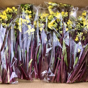 旬の味覚！ 甘くて柔らか 紅菜苔(コウサイタイ)（無農薬･砂栽培）