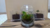 【たまご型】【苔テラリウム】【手のひらサイズ高さ約10cm（蓋使用時13cm）ガ