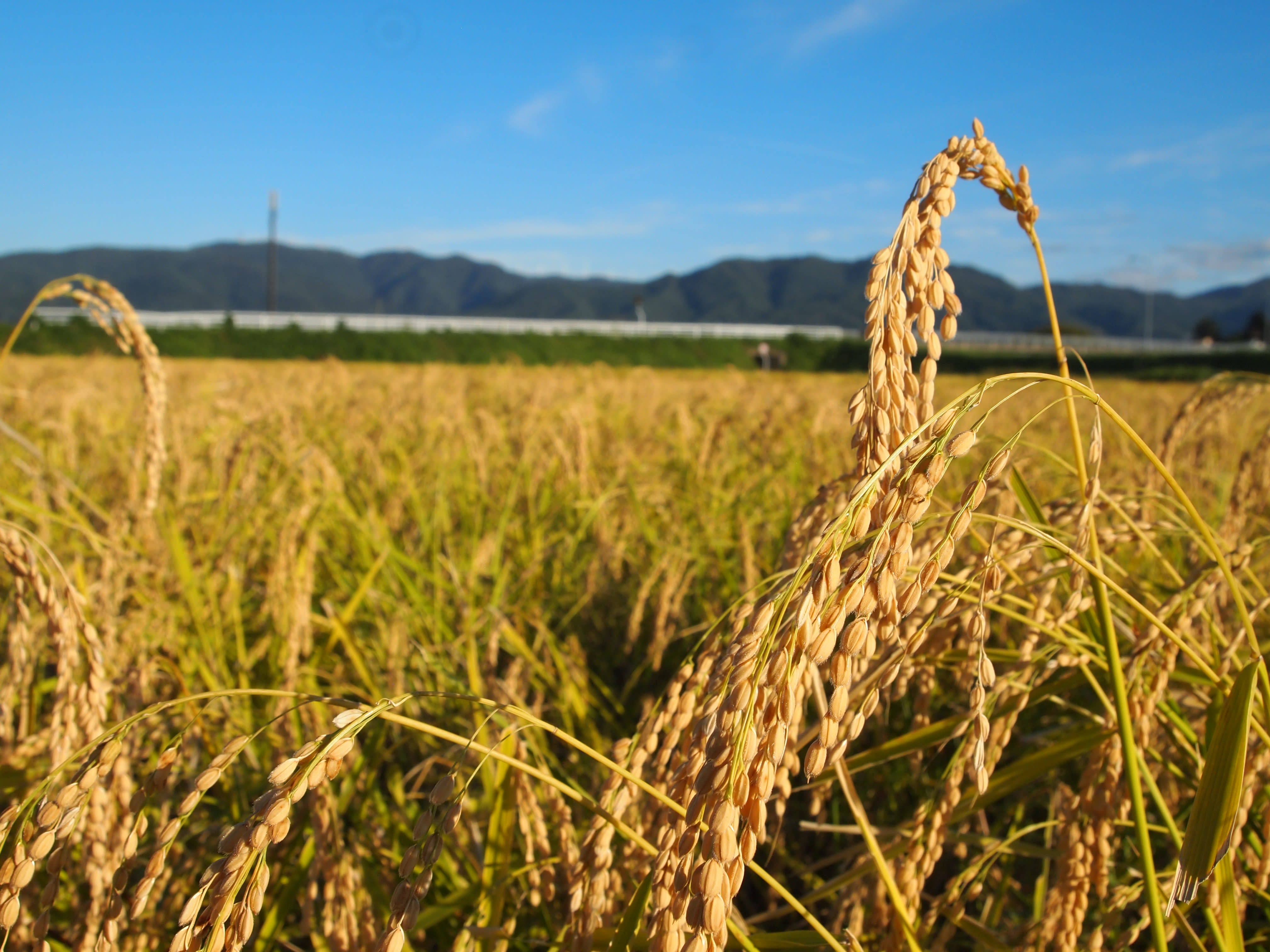 Yoshida Masanori様専用 長尾米（玄米）購入ページ｜米・穀類の商品