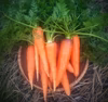 にんじん　新黒田五寸　肥料農薬不使用、自然栽培　自家採種