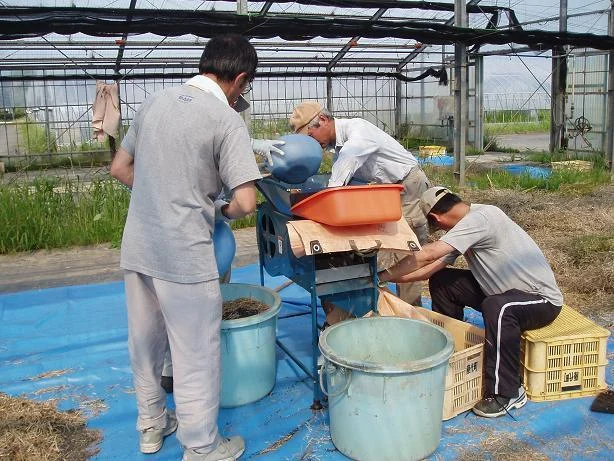 ひたちのくに　茨城県　菜の花油・ひまわり油　コールドプレス　農薬・化学肥料不使用