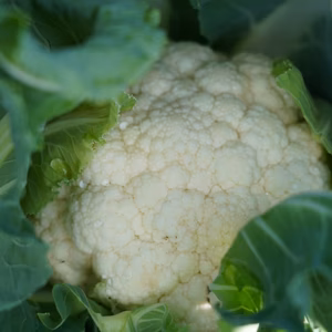 ポケマルビズ様専用ワケありカリフラワー16個夏野菜3点セット×2