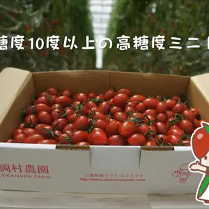 高糖度ミニトマト　「あまりこ」2キロ詰め箱