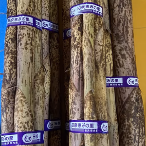 真竹　今どれ　10本