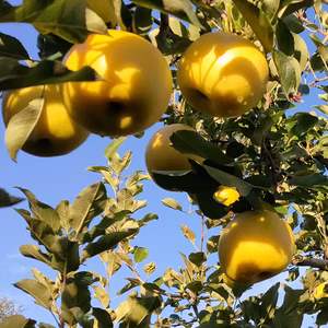 『常温便』樽輪りんご園イチオシ！幸せの黄色いりんご！至福の「トキ」【訳あり】