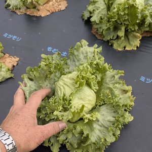 玉レタス（訳あり品）　農薬不使用（無農薬）栽培