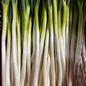 農家直送！！！　白ネギ　５キロ入