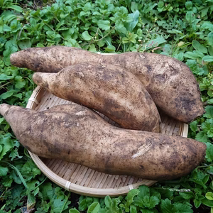 ヤーコン ✽ 農薬化学肥料不使用 ✽ 甘くてシャキシャキ