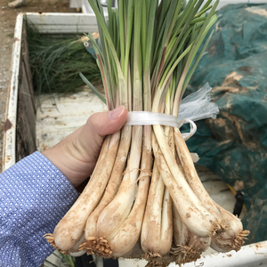無農薬島らっきょう500グラム