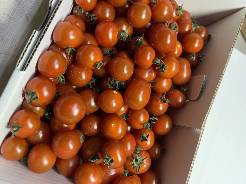 【キズ、訳あり】あぽろん フルーツミニトマト 1kg