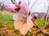 w7発送【運命の出会い⁉️】『年間67品種の桃を栽培』品種はおまかせ！