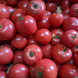 [自然栽培][訳ありセット]完熟中玉トマト3.5kg+ししとう1kg,2kg