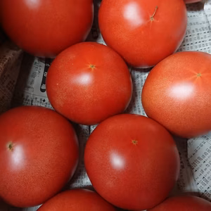 ワケアリ秋の終わりかけとまと