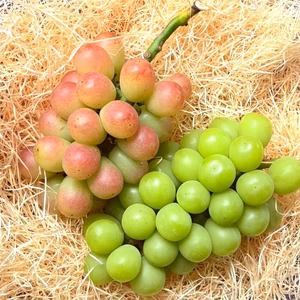 岡山県産『シャインマスカット＆サニードルチェ』ご自宅用1kg