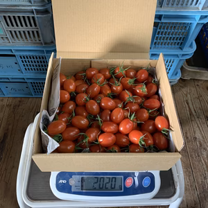 『アイコ2kg箱』2023年バージョン♪寒さに負けない‼︎【ピカピカ・アイコ】