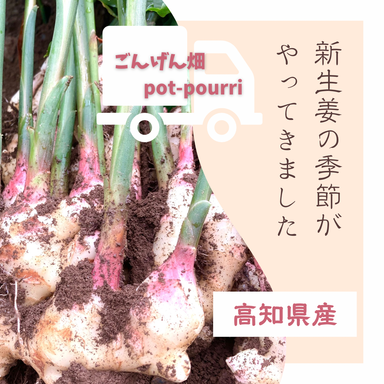 高知県産 朝採れ新生姜レシピ付き 4キロ｜生姜の商品詳細
