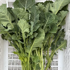 かき菜