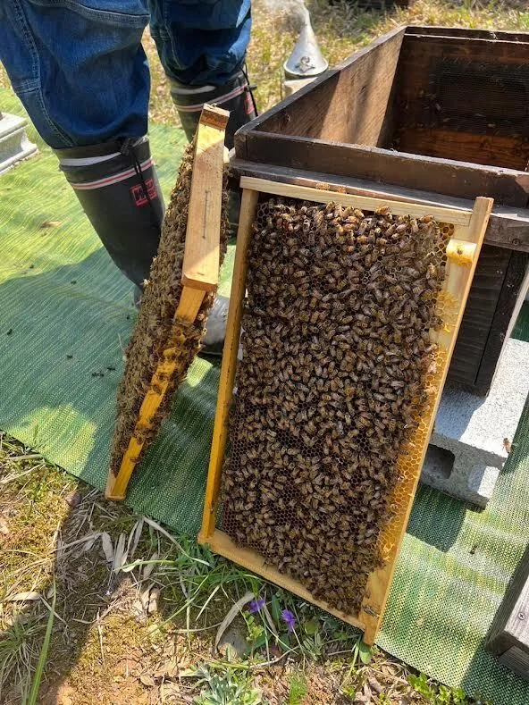 国産はちみつ 福岡県産 百花蜜 600g 単品とセット販売品 ハチミツ 蜂蜜