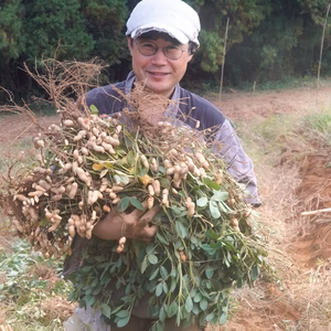 残りわずか！畑直送の掘りたて大粒おおまさり（農薬なし）