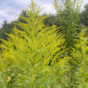 【当日採取でお届け】薬草 農薬不使用 セイタカアワダチソウ 2パック