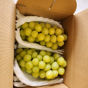 完熟シャインマスカット