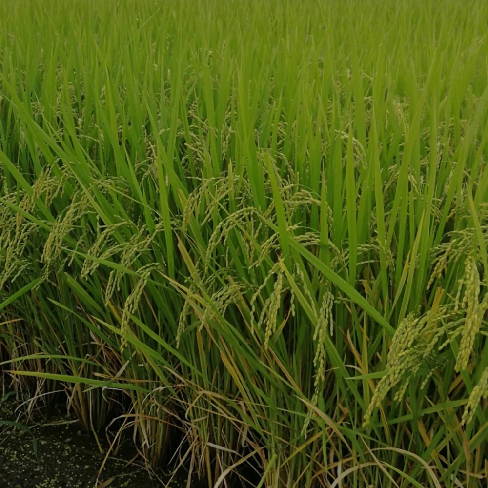 令和4年度産＊新米＊豊コシヒカリ＊坂本農園