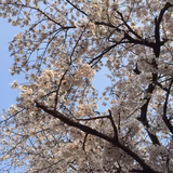 おさかなたべたい