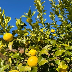 大自然の棚田で育ったレモン　農薬・化学肥料不使用