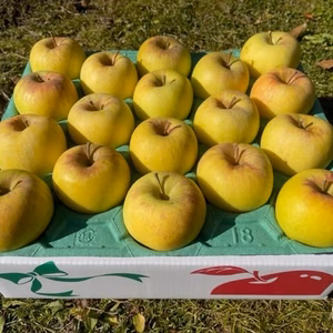 群馬県の超人気品種「ぐんま名月」５ｋｇ（１８玉）