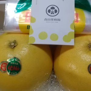 熊本県八代特産ばんぺいゆ2玉箱　 12月より順次お届け！