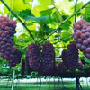 生産量日本一『高畠産デラウェア』（6房前後）