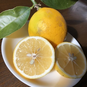 有機JAS認定　「大玉」マイヤーレモン