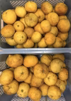注文後収穫　甘夏　あまなつ 自然栽培 農薬消毒化学肥料不使用 夏みかん