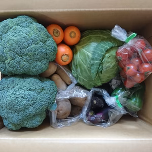  野菜ソムリエ厳選 森のみのり野菜セット