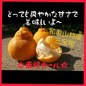 訳あり☆春柑橘 最終セール✩和歌山 特産 三宝柑 希少 みかん農家直送