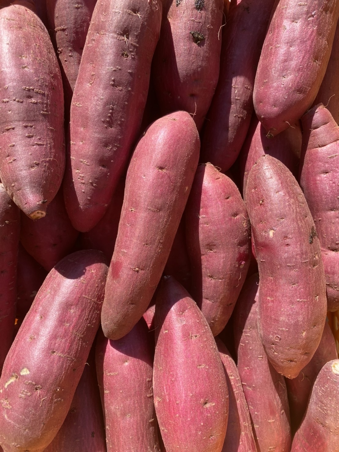 Mサイズ 20kg 紅はるか さつまいも,さつま 芋 野菜 - 野菜