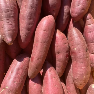 ねっとり系【 紅はるか S・M混合サイズ】千葉県成田市産 さつまいも 紅はるか