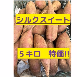 サツマイモ（シルクスイート）