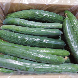 【朝採り直送】自根キュウリ(農薬不使用)