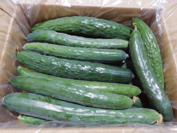 【朝採り直送】自根キュウリ(農薬不使用)
