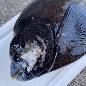 【魚突き】イシガキダイ2.5kg鱗、下処理済み