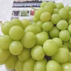 【食べやすさ№１！粒カットばら】粒カシャインマスカット　フルーツ王国・岡山県産