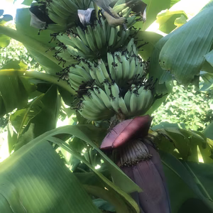 石垣島産バナナ2キロ