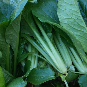 『野菜美味しいからおかわり！』と言わせます！　ミニ野菜セット