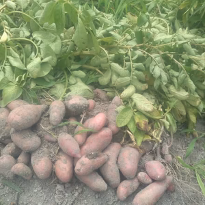 残りわずか！自然農法じゃがいも（タワラヨーデル）