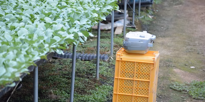 桒野由美さん（農家・福岡県福津市）に聞く！②：「農家さん、雨乞いのジンクス」