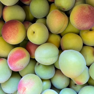 【予約販売】和歌山みなべ産 南高梅｜香り抜群の青梅｜梅シロップ・梅酒におすすめ