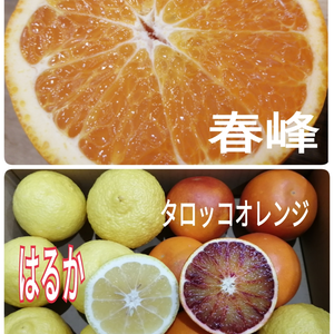 限定15【3種味比べ❢】可愛いいタロッコオレンジ&はるか&春峰と選べるセット