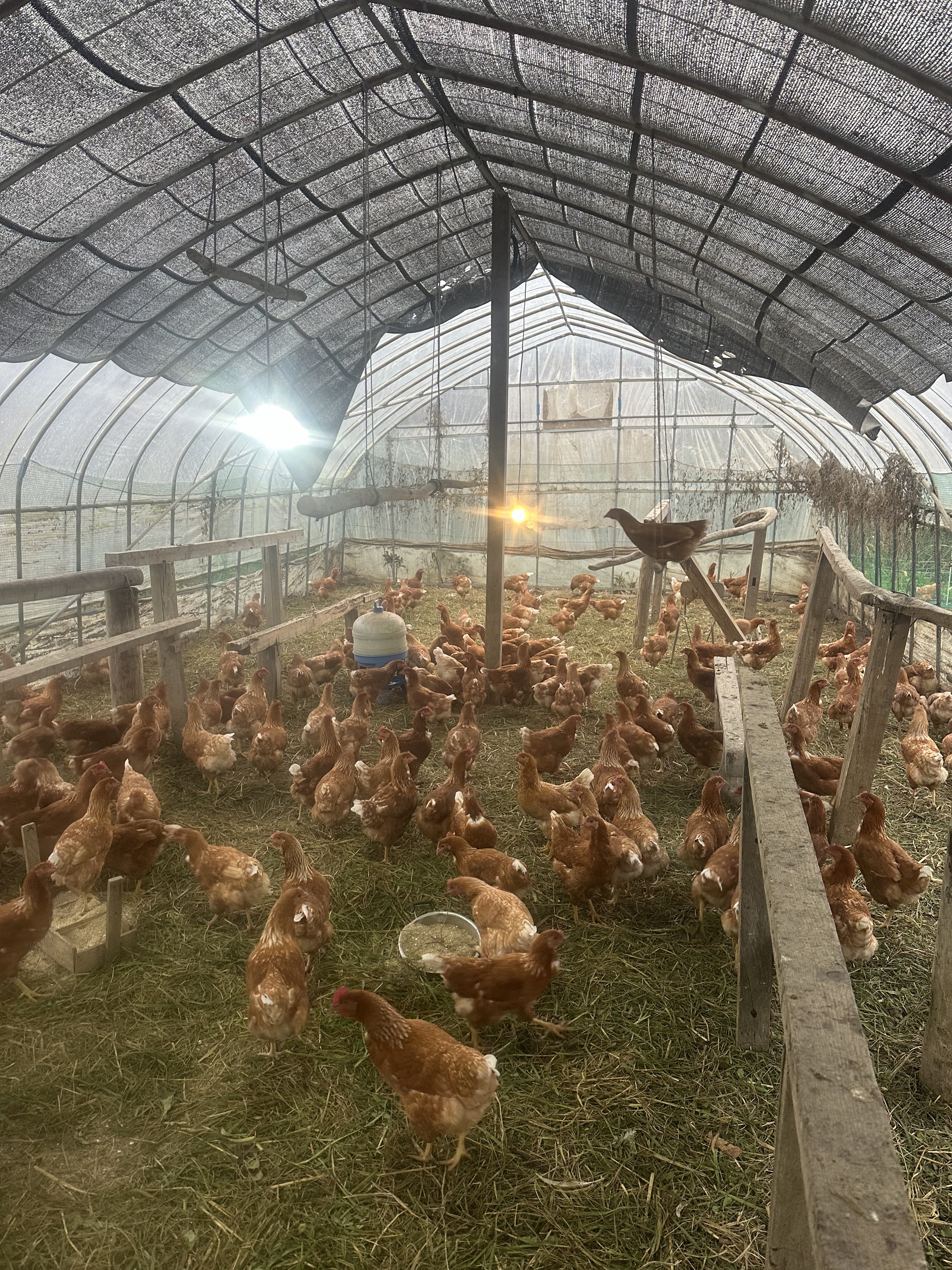 北海道より】放し飼い自然卵【大寒】ハッピーコッコちゃんたまご 20個